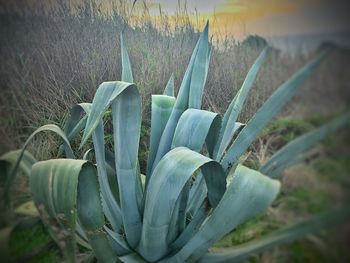 Close-up of succulent plant on field