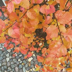 Full frame shot of autumnal leaves