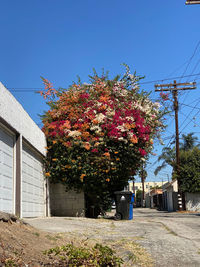 Flowering tree by building against blue sky