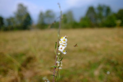 Close-up of white flowers