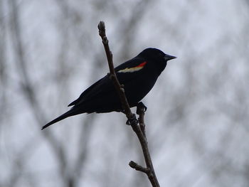 Close-up of bird perching on a branch