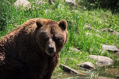 Grizzly bear by river