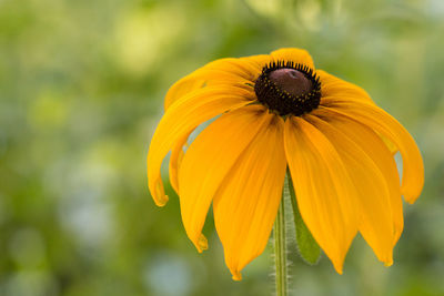 Close-up of yellow flower