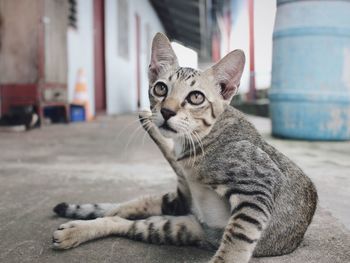 Close-up portrait of a cat