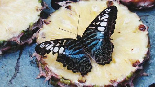 Close-up of butterfly