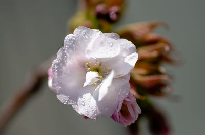 Close-up of wet white rose flower