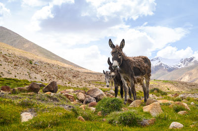 View of animal on rock