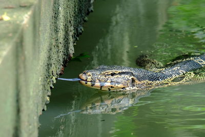 Varanus salvator or water monitor wild life in the city, very cute.