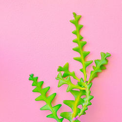 Plants on pink fashion concept. cactus on a pink background wall