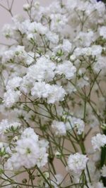 Close-up of white flowering plant