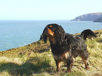 Cavalier king charles spaniel standing on cliff by sea against sky