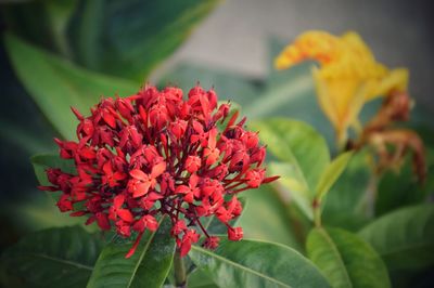 Close-up of red flowers blooming outdoors