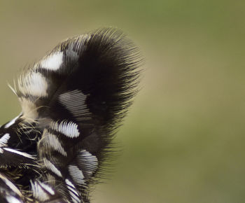 Close-up of patterned feather