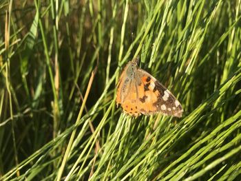 Close-up of butterfly on grass