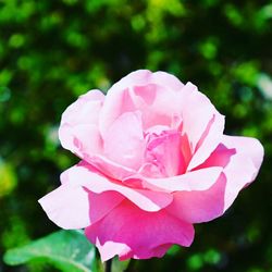 Close-up of pink flower blooming outdoors