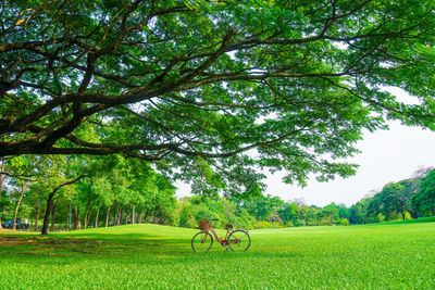 Trees growing on field