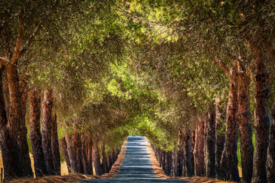 Footpath amidst trees in forest