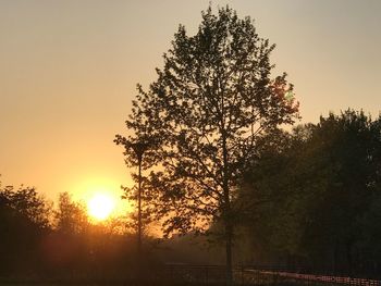 Low angle view of trees against sky during sunset