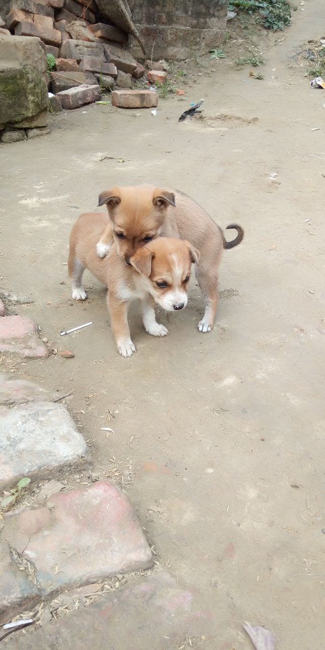 HIGH ANGLE VIEW OF DOG ON PUPPY