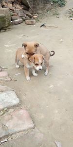 High angle view of puppy on floor