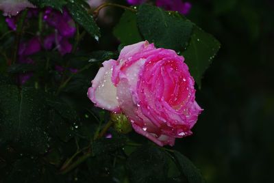 Close-up of water drops on pink flower