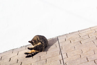 High angle view of cat resting against wall