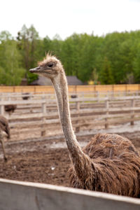 Close-up of ostrich