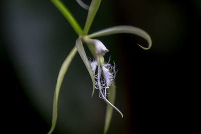 One of the white orchids in nature.