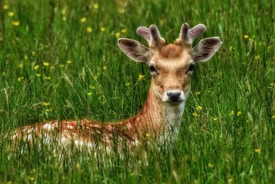 Deer hiding in the grass