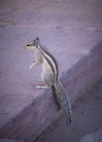 Close-up of squirrel