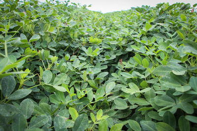 Close-up of fresh green plants