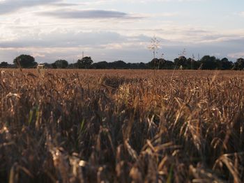 View of stalks in field against cloudy sky