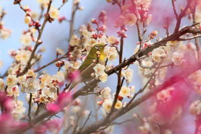 Low angle view of cape white eye perching on cherry blossom tree
