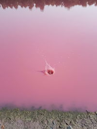 Close-up of jellyfish on land during winter