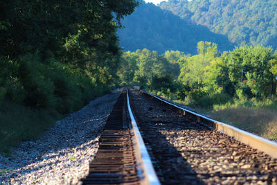 Surface level of railroad tracks amidst trees in forest