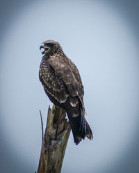 Low angle view of eagle perching on a tree