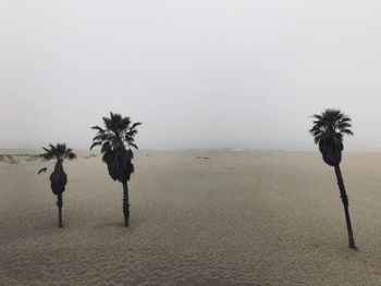 Palm trees on beach against clear sky