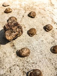 Close-up of crab on sand