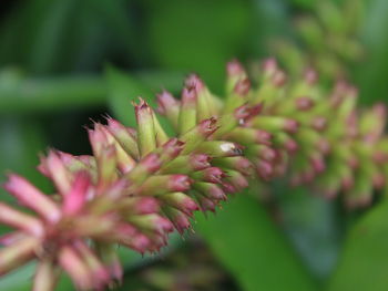 Close-up of pink flowering plant