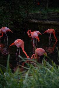 Flock of birds in a lake