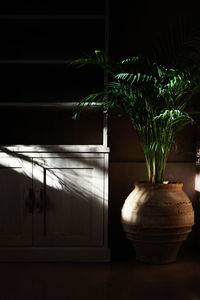 Close-up of potted plant on table at home