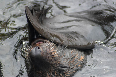 Close-up of crocodile in lake