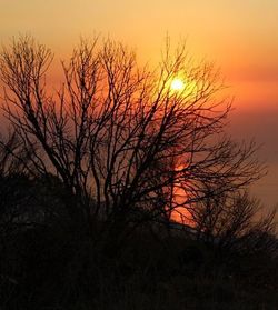 Sun shining through bare trees