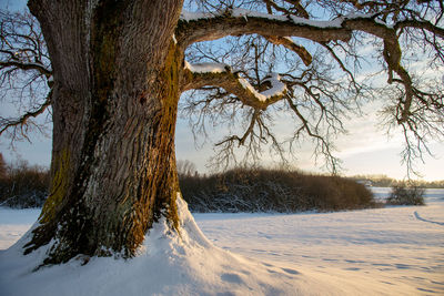 Bare tree on snowy field against sky during winter