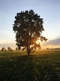 Tree in field against sky during sunset