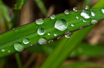 Close-up of raindrops on green leaves