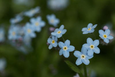 Close-up of white flowers