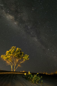 Trees on field against sky at night