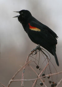 Close-up of bird perching on a branch