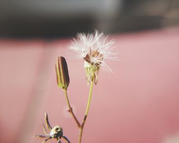 Close-up of flower against blurred background